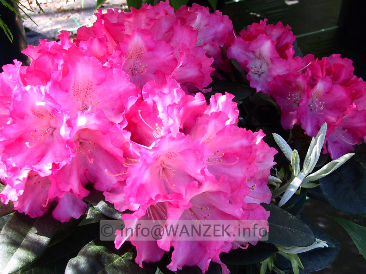 Rhododendron yakushimanum Marlis 02.JPG